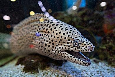 国产恐怖游戏《鬼哭岭》新图 女学生探索恐怖校园